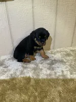 Grace, a female Rottweiler for sale in Millersburg, OH – 10 of 10