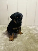 Gunnar, a male Rottweiler for sale in Millersburg, OH – 2 of 9