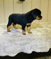 Gemma, a female Rottweiler for sale in Millersburg, OH – 2 of 10