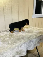 Gypsy, a female Rottweiler for sale in Millersburg, OH – 4 of 10