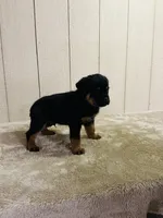 Gunnar, a male Rottweiler for sale in Millersburg, OH – 8 of 9