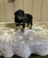 Gia, a female Rottweiler for sale in Millersburg, OH – 3 of 10