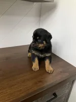 Darco , a male Rottweiler for sale in Millersburg, OH – Photo 3 of 7