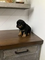 Darco , a male Rottweiler for sale in Millersburg, OH – Photo 6 of 7