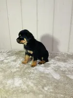 Gus, a male Rottweiler for sale in Millersburg, OH – 2 of 8