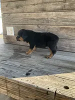 Dasher, a male Rottweiler for sale in Millersburg, OH – Photo 2 of 10
