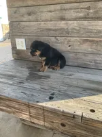 Dasher, a male Rottweiler for sale in Millersburg, OH – Photo 1 of 10