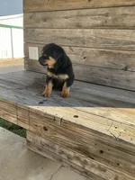 Dasher, a male Rottweiler for sale in Millersburg, OH – Photo 4 of 10