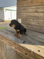 Dasher, a male Rottweiler for sale in Millersburg, OH – Photo 7 of 10