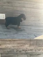 Dasher, a male Rottweiler for sale in Millersburg, OH – Photo 8 of 10