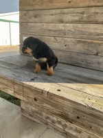 Dasher, a male Rottweiler for sale in Millersburg, OH – Photo 3 of 10