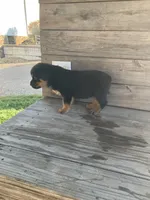 Dasher, a male Rottweiler for sale in Millersburg, OH – Photo 9 of 10