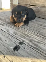 Dasher, a male Rottweiler for sale in Millersburg, OH – Photo 5 of 10
