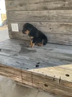 Dasher, a male Rottweiler for sale in Millersburg, OH – Photo 10 of 10