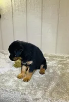 Gypsy, a female Rottweiler for sale in Millersburg, OH – 7 of 10
