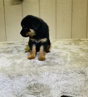 Gypsy, a female Rottweiler for sale in Millersburg, OH – 5 of 10