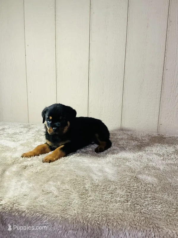 Gus – Rottweiler puppy for sale in Millersburg, OH