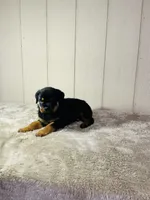Gus, a male Rottweiler for sale in Millersburg, OH – 1 of 8