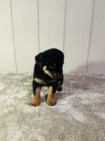 Gus, a male Rottweiler for sale in Millersburg, OH – 3 of 8