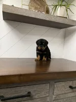 Diesel, a male Rottweiler for sale in Millersburg, OH – Photo 8 of 8