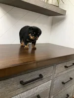 Diesel, a male Rottweiler for sale in Millersburg, OH – Photo 6 of 8