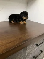 Diesel, a male Rottweiler for sale in Millersburg, OH – Photo 2 of 8