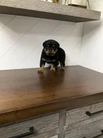 Diesel, a male Rottweiler for sale in Millersburg, OH – Photo 5 of 8