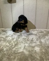 Grace, a female Rottweiler for sale in Millersburg, OH – 8 of 10