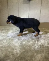 Grace, a female Rottweiler for sale in Millersburg, OH – 2 of 10