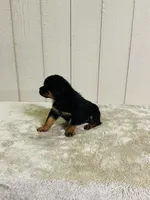 Gunnar, a male Rottweiler for sale in Millersburg, OH – 5 of 9