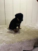 Gunnar, a male Rottweiler for sale in Millersburg, OH – 7 of 9
