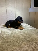 Grace, a female Rottweiler for sale in Millersburg, OH – 4 of 10