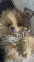 Baby Malibu, a female Pomeranian for sale in Boulder, CO – 3 of 3