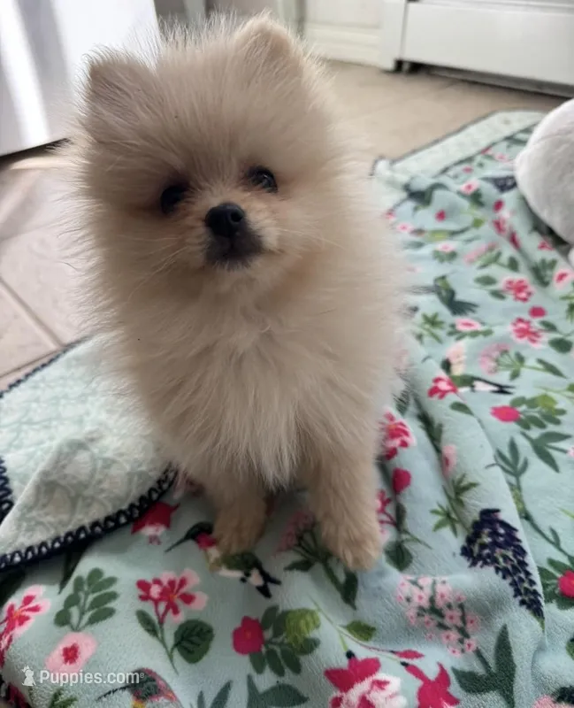 Bear  – Pomeranian puppy for sale in Boulder, CO