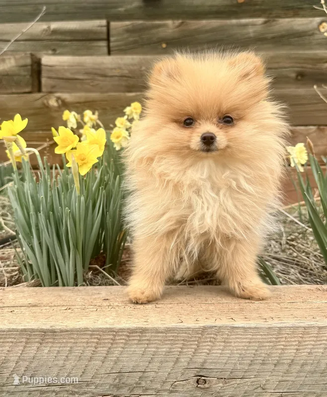 Baby Poppy  – Pomeranian puppy for sale in Boulder, CO