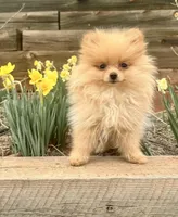 Baby Malibu, a female Pomeranian for sale in Boulder, CO – 1 of 3