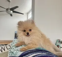 Baby Malibu, a female Pomeranian for sale in Boulder, CO – 2 of 3