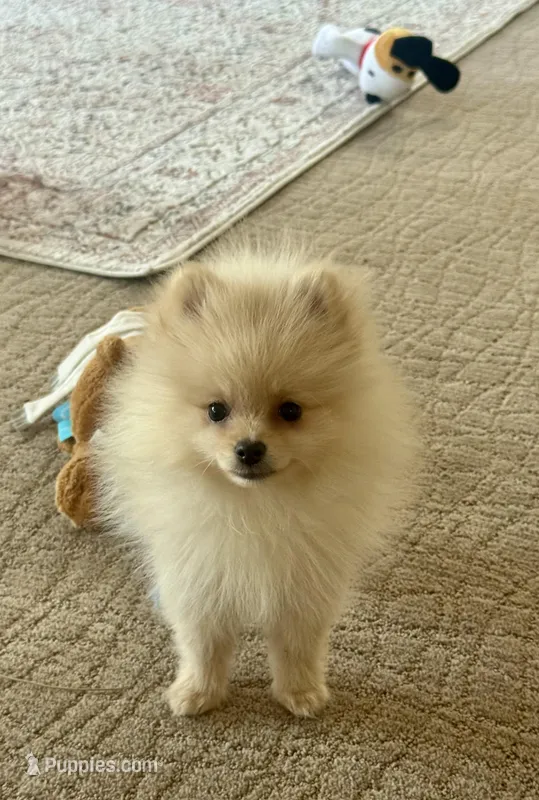 Baby Joey  – Pomeranian puppy for sale in Boulder, CO