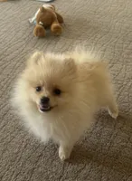 Baby Joey , a male Pomeranian for sale in Boulder, CO – Photo 3 of 3