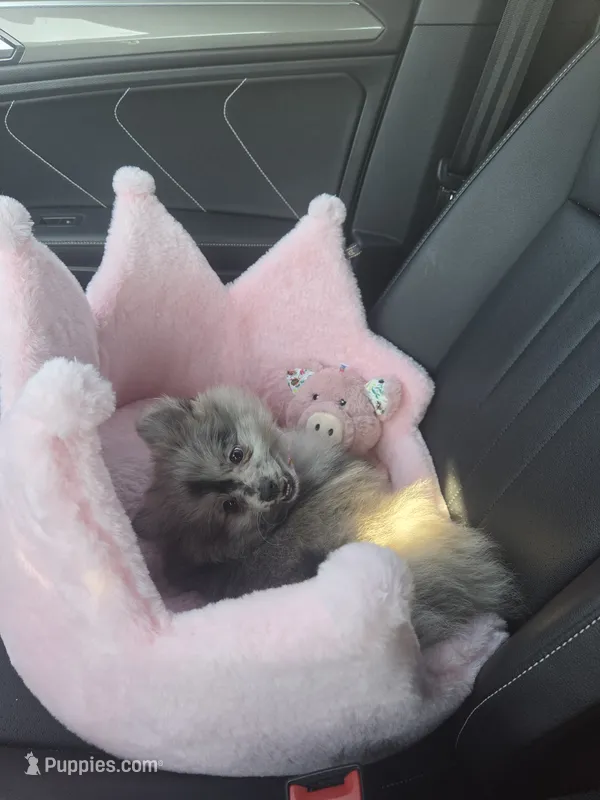 Fancy – Pomeranian puppy for sale in Guyton, GA