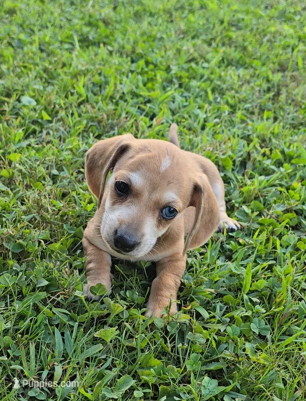 Bucky – Miniature Dachshund puppy for sale in Meadowview, VA