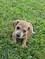 Bucky, a male Miniature Dachshund for sale in Meadowview, VA – 1 of 5