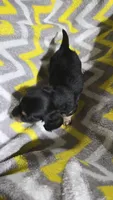 Sugar, a female Miniature Dachshund for sale in Meadowview, VA – 3 of 3