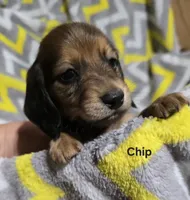Chip, a male Miniature Dachshund for sale in Meadowview, VA – 2 of 3