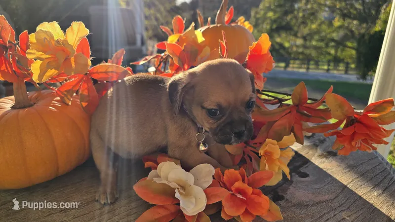 Petunia – Puggle puppy for sale in Meadowview, VA