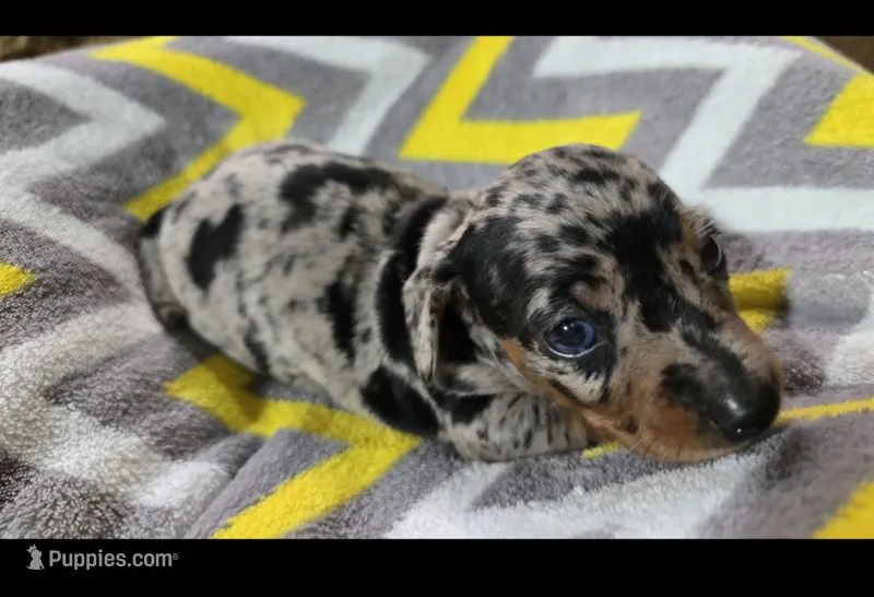Diamond – Miniature Dachshund puppy for sale in Meadowview, VA