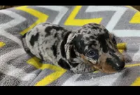 Diamond, a female Miniature Dachshund for sale in Meadowview, VA – 1 of 2