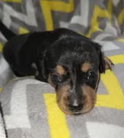 Tank, a male Miniature Dachshund for sale in Meadowview, VA – 2 of 4
