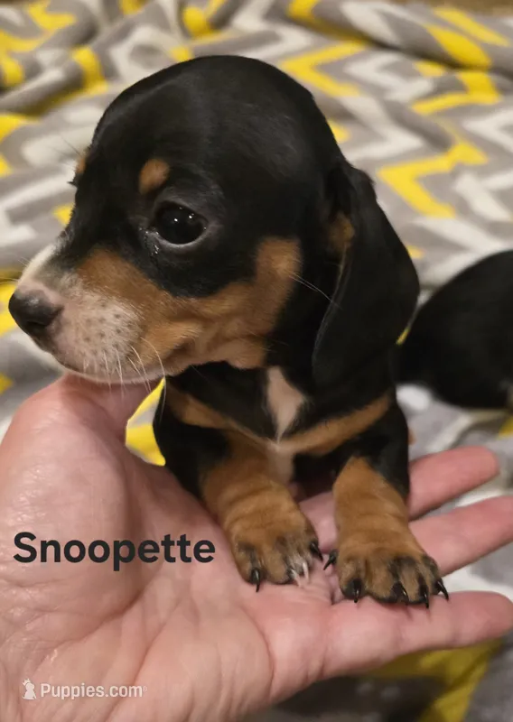 Snoopette – Miniature Dachshund puppy for sale in Meadowview, VA