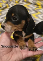 Snoopette, a male Miniature Dachshund for sale in Meadowview, VA – 1 of 2